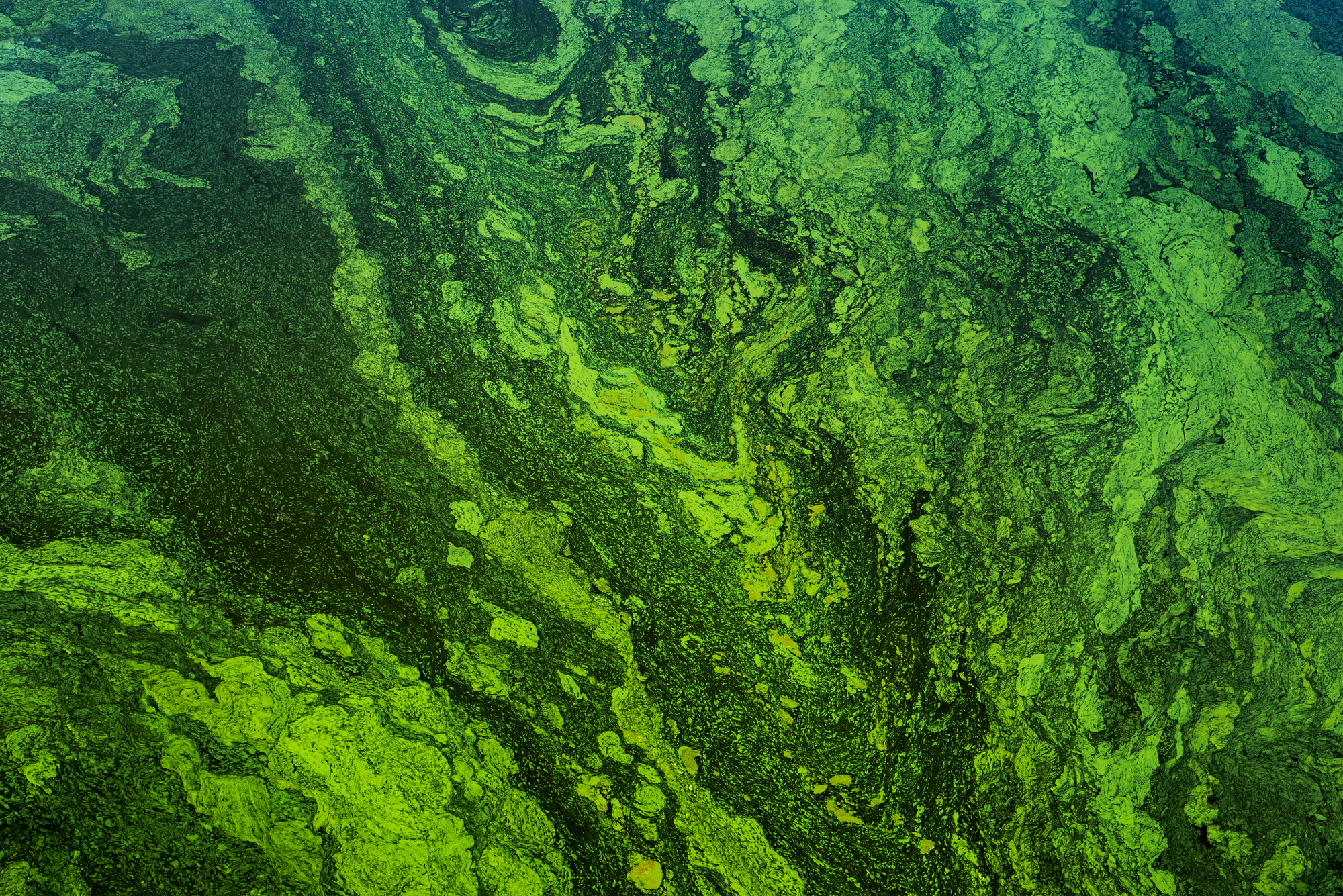 Green algae biofilm on surface water